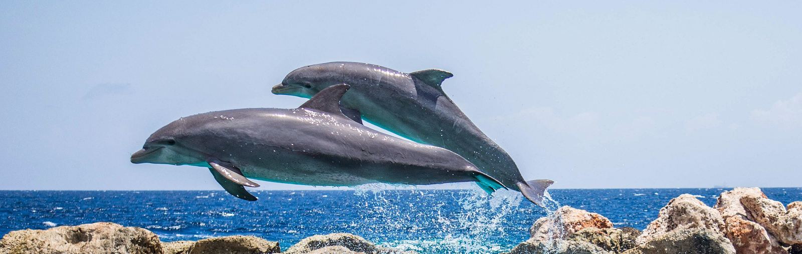 Whale Watching